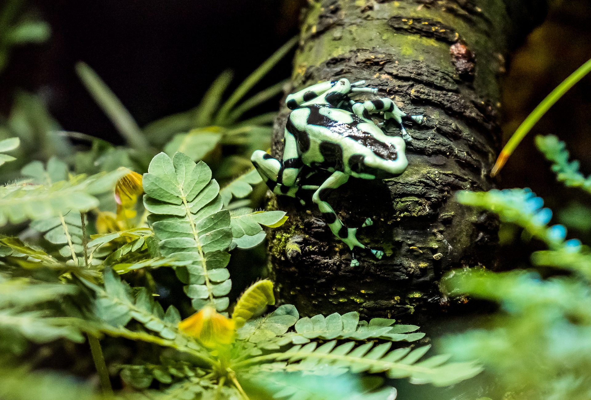 Panama's Harlequin Frog