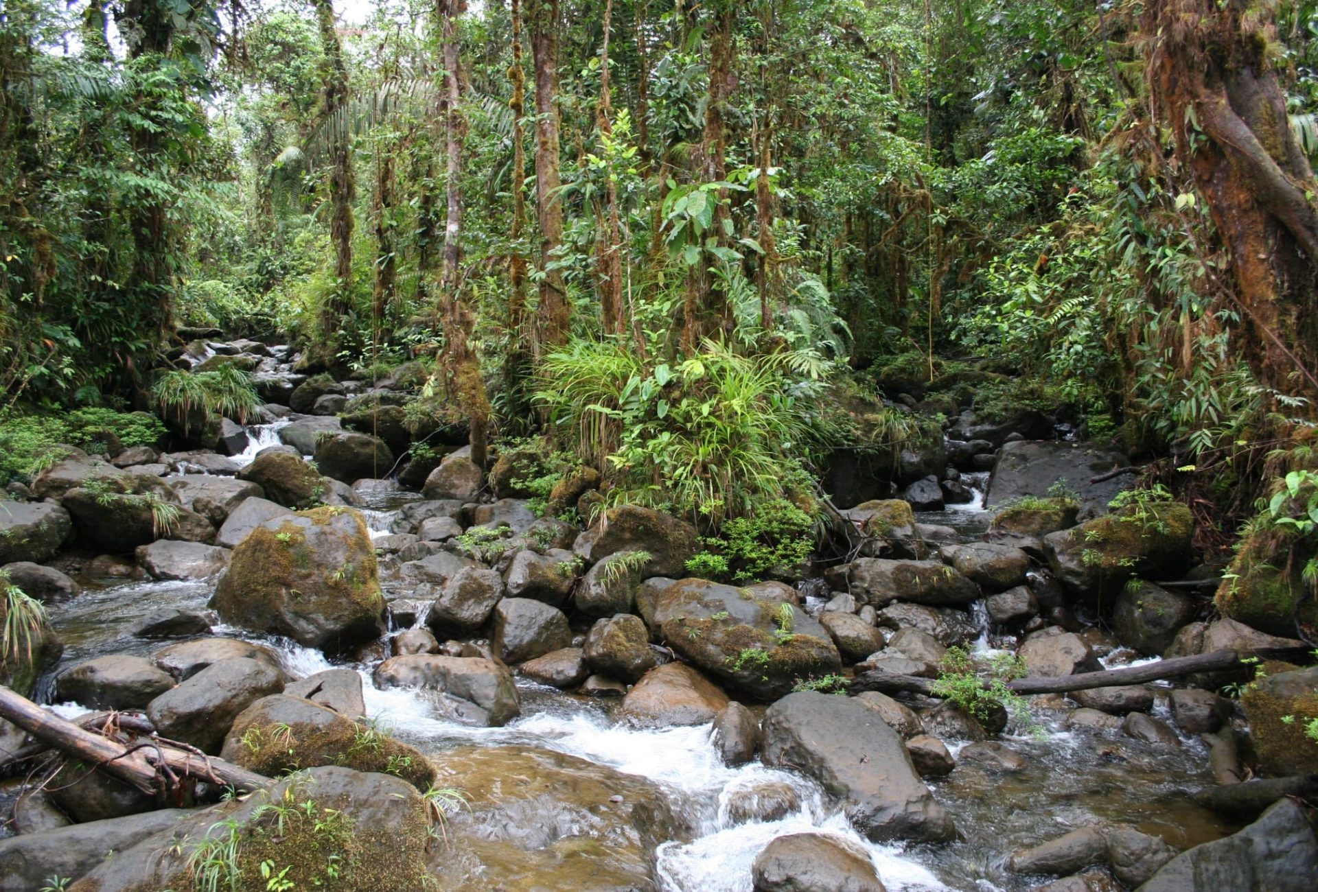 Rainforest in Colombia