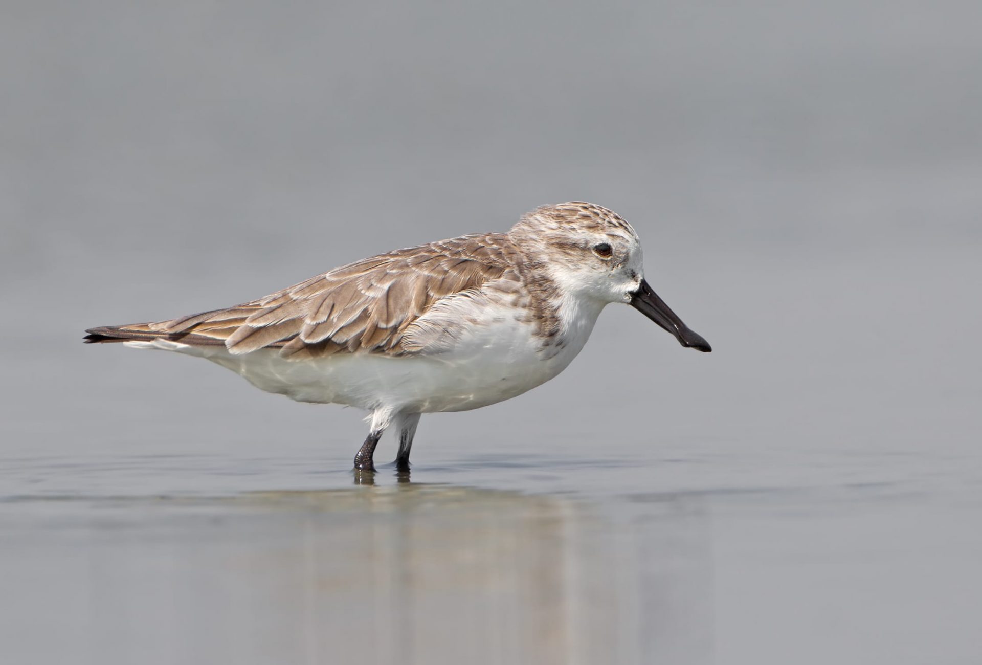 The Critically Endangered Spoon-billed Sandpiper
