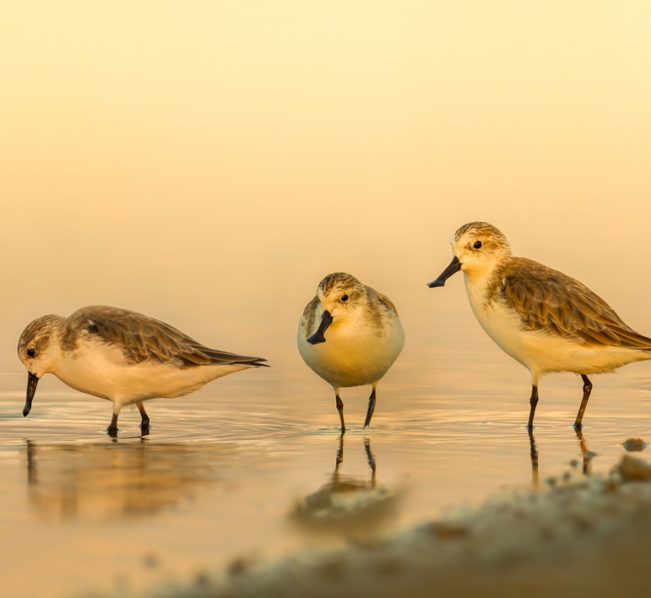 Group of Critically Endangered Spoon-billed sandpipers.