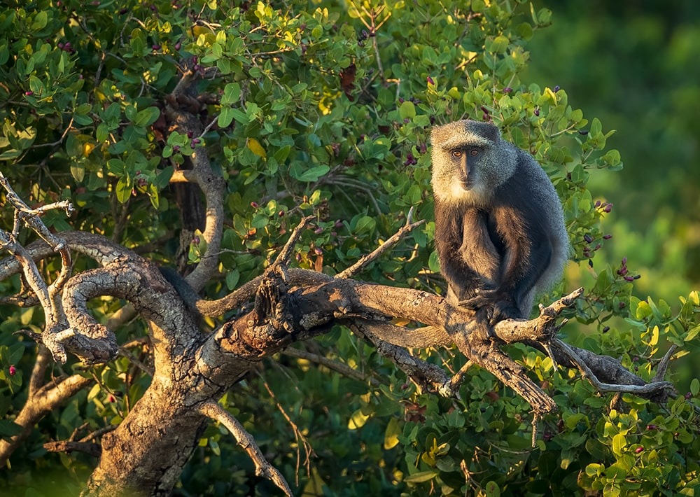 Blue Monkey in Bat Forest, by Kasanka Trust Ltd