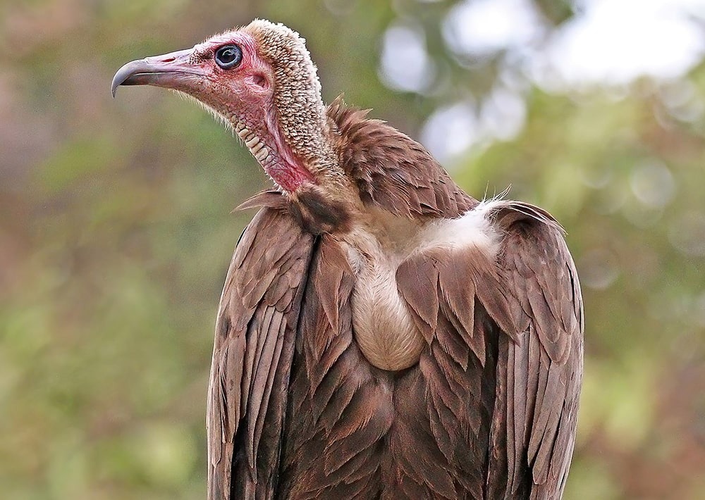 Hooded Vulture, by Charles J. Sharp