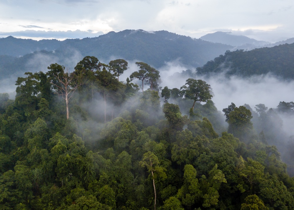 Brazilian rainforest canopy, by Richard Whitcombe