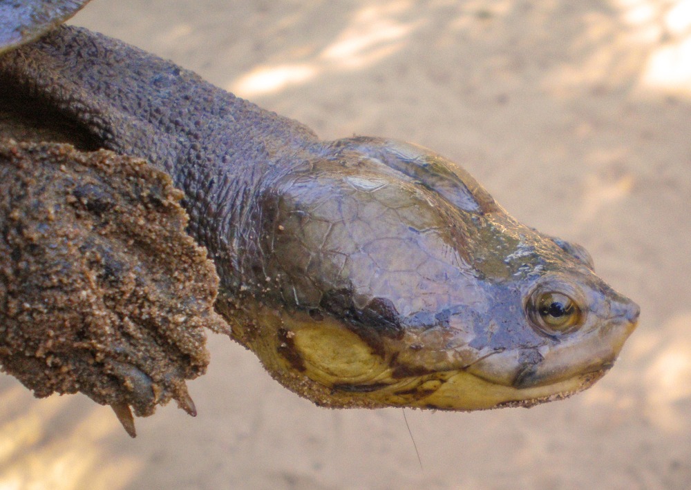 Close up of Dahl’s Toad-headed Turtle.